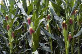 玉米控旺的最佳時機是何時 噴施化學(xué)調(diào)節(jié)劑控旺