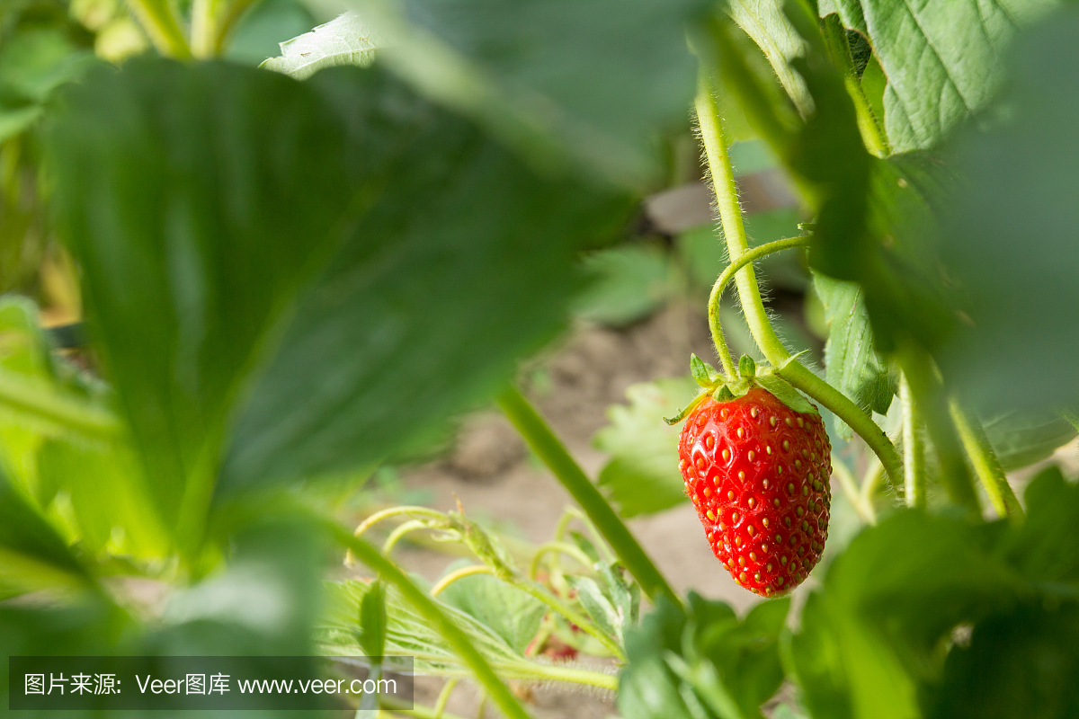 非常美味的草莓。草莓作物。紅色,多汁,大漿果。香甜可口的漿果。