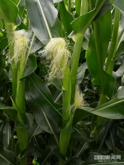 收土豆種蘿卜 頭伏到,農(nóng)作物們 急生長