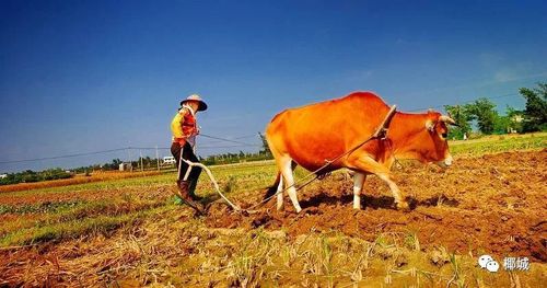 中央財政對水稻,小麥,玉米,棉花,馬鈴薯,油料作物,糖料作物,能繁母豬
