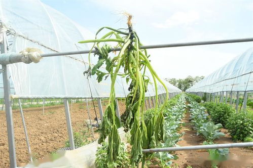 農民轉型經濟作物,不管投入大小,3個細節決定種植成敗